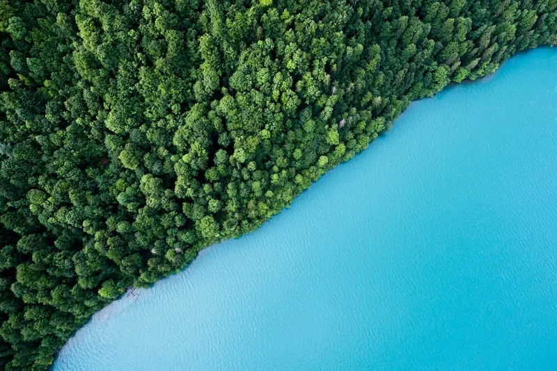 Vista aérea de un bosque junto a un cuerpo de agua